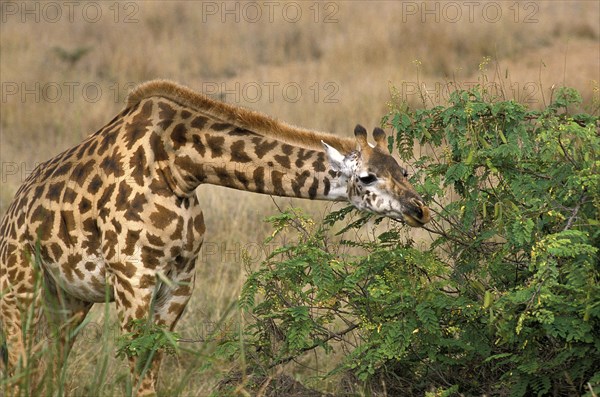 Masai Giraffe (giraffa camelopardalis tippelskirchi)