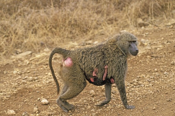 Olive Baboon (papio anubis)