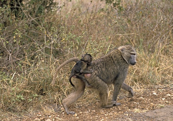 Olive Baboon (papio anubis)