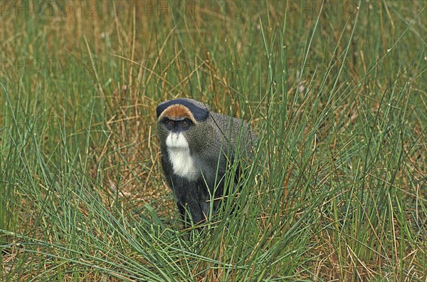 De Brazza's Monkey (cercopithecus neglectus)