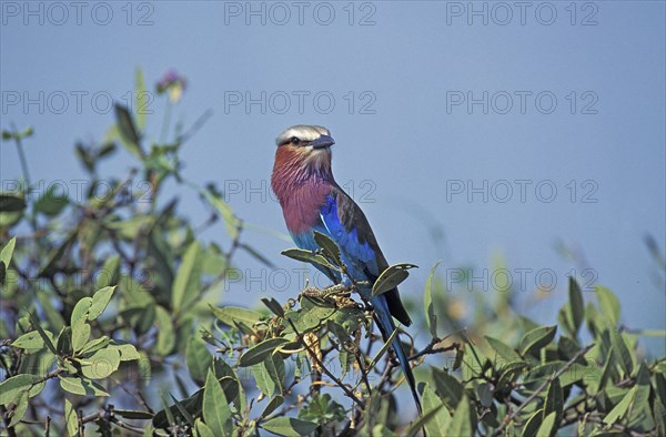 Lilac Breasted Roller (coracias caudata)