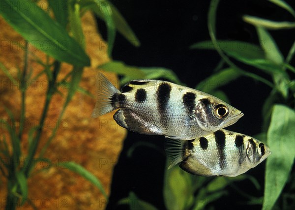 Archer Fish (toxotes jaculatrix)