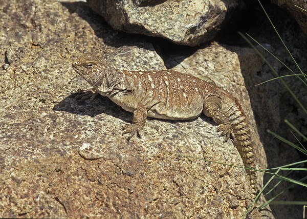 Uromastyx yemenensis