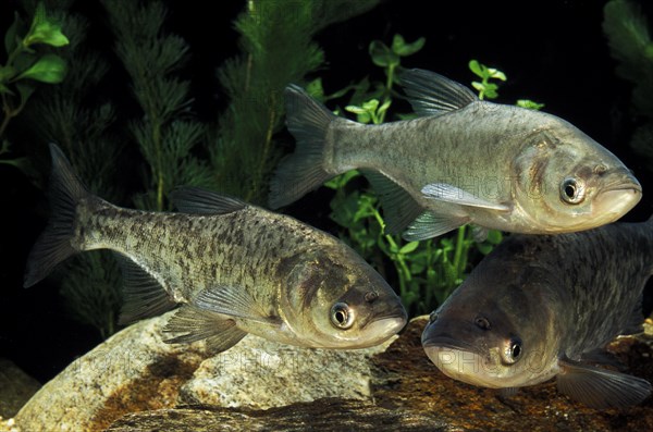 Silver Carp (hypophthalmichthys molitrix)