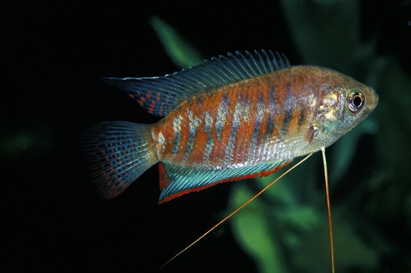 Striped gourami