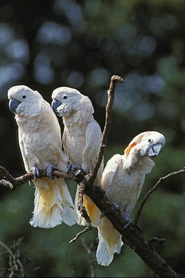 Salmon-crested Cockatoo (cacatua moluccensis) or Moluccan Cockatoo