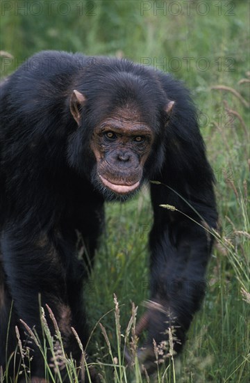 Chimpanzee (pan troglodytes)