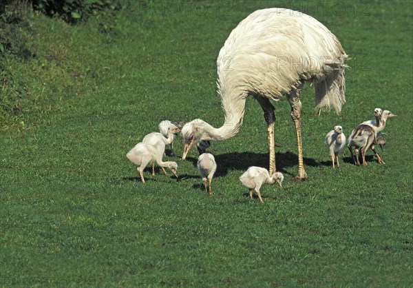 American Rhea (rhea americana)