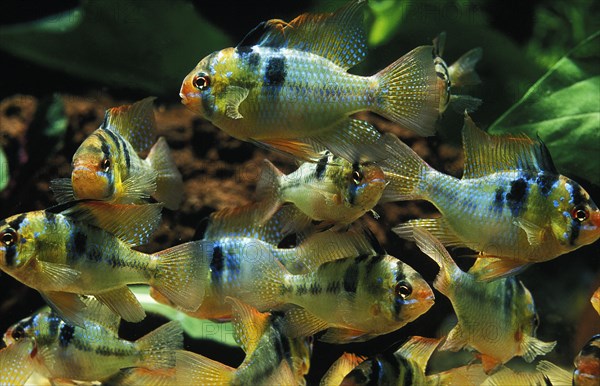 (Apistogramma ramirezi) ramirezi