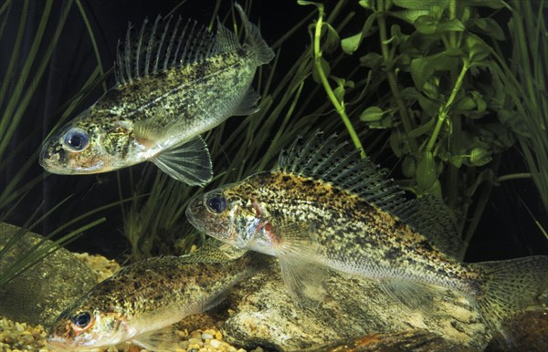 Ruffe (gymnocephalus cernua)