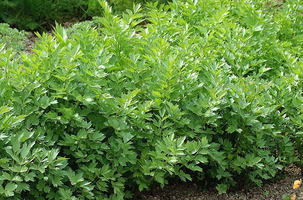 Lovage (levisticum officinale)