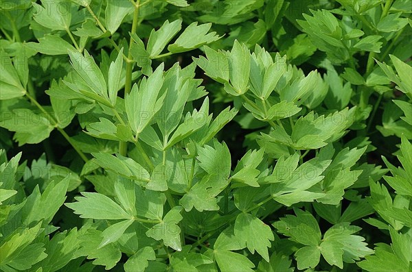 Lovage (levisticum officinale)