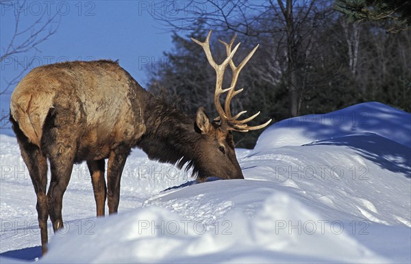 Rocky Mountain Elk or Rocky Mountain Wapiti (cervus canadensis) nelsoni