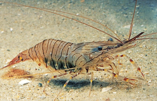 Common Prawn (palaemon) serratus