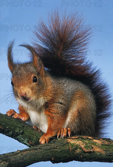 Red Squirrel (sciurus vulgaris)