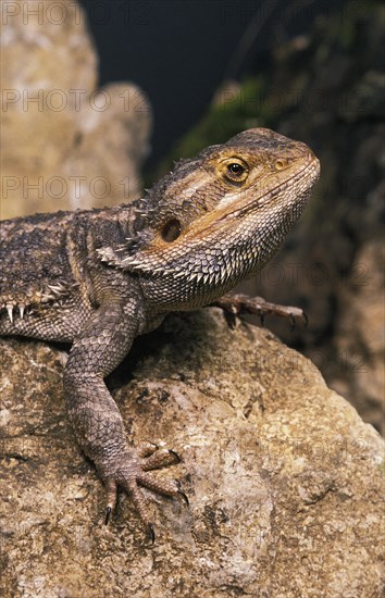 Bearded Dragon