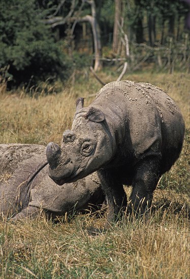 Sumatran Rhinoceros (dicerorhinus sumatrensis)