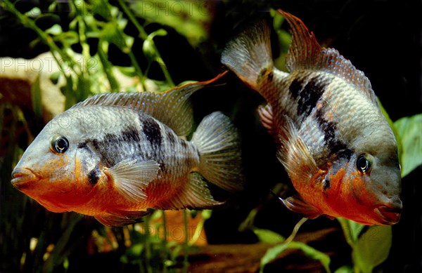 Firemouth Cichlid (thorichthys meeki) or Firemouth Meeki