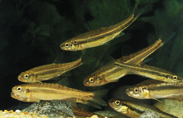 Minnow (phoxinus phoxinus)