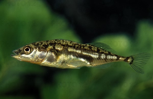 Stickleback (gasterosteus aculeatus)