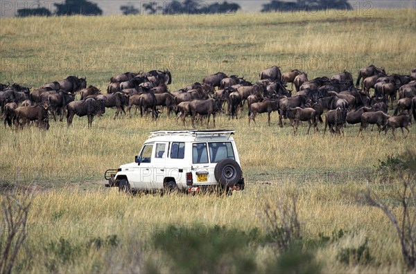 Photo Safari with Blue Wildebeest (connochaetes taurinus)