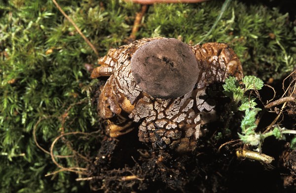 Mushroom (geastrum) fornicatum