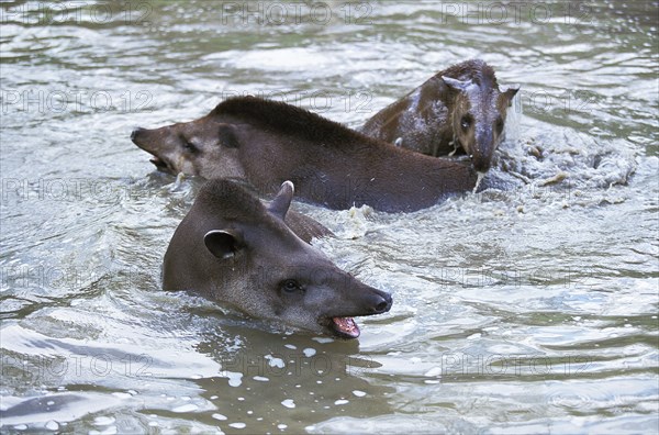 Lowland Tapir (tapirus terrestris)