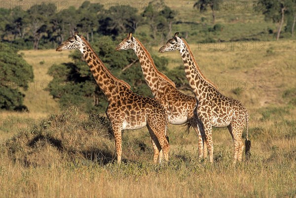 Masai Giraffe (giraffa camelopardalis tippelskirchi)