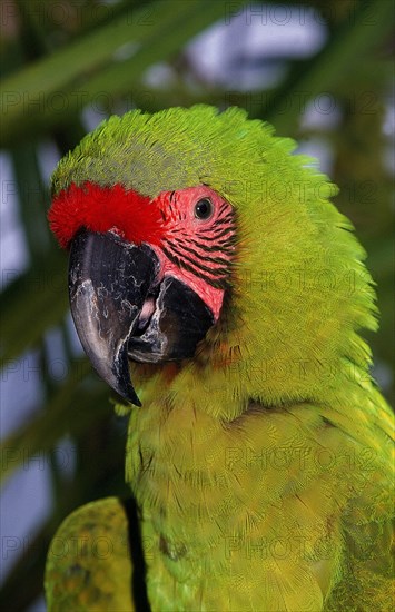 Great Green Macaw (ara ambigua) or Buffon's Macaw