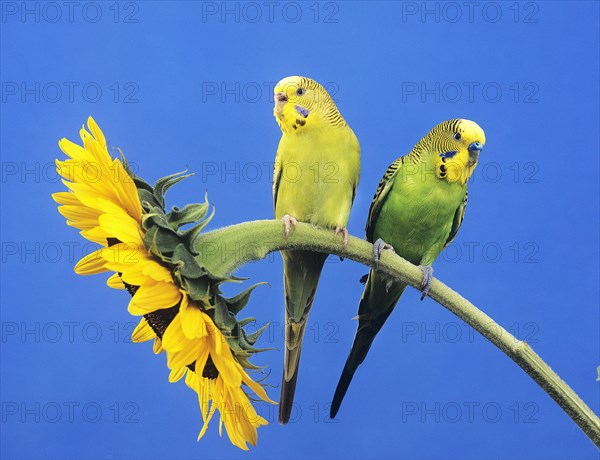 Budgerigar (melopsittacus undulatus)