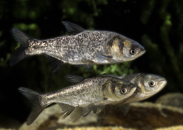 Silver Carp (hypophthalmichthys molitrix)