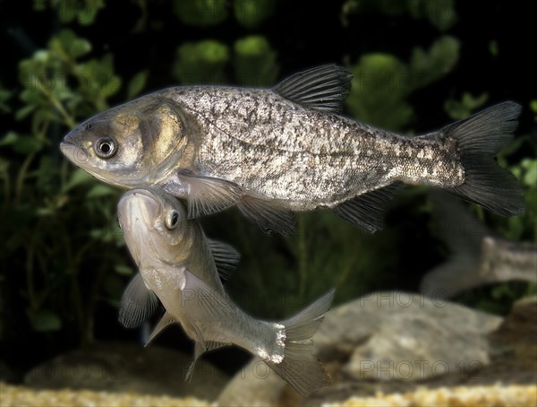 Silver Carp (hypophthalmichthys molitrix)