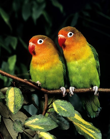 Fischer's Lovebird (agapornis fischeri)