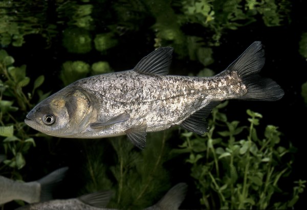 Silver Carp (hypophthalmichthys molitrix)