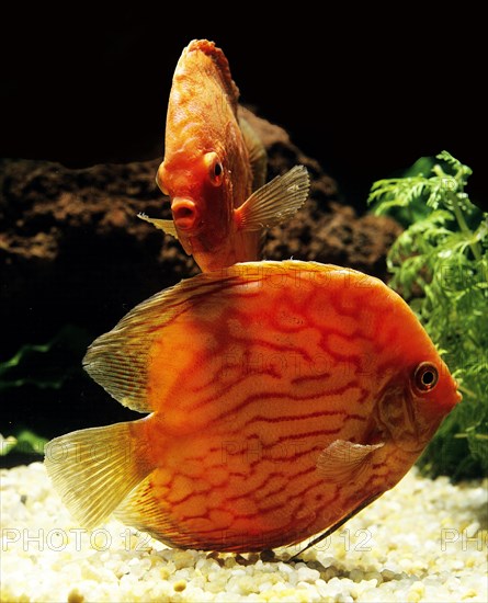 Discus fish