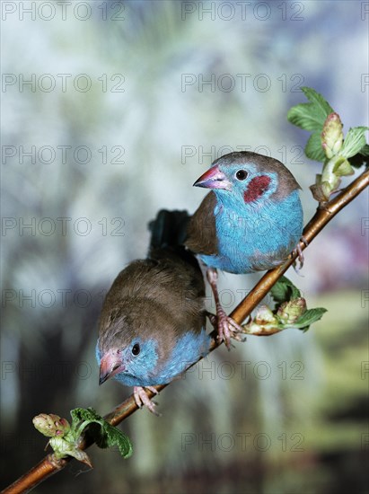 Red-Cheeked Cordon Bleu (uraeginthus bengalus)