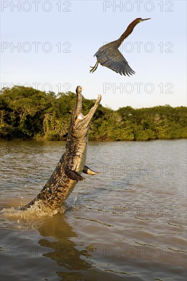 Spectacled Caiman (caiman crocodilus)