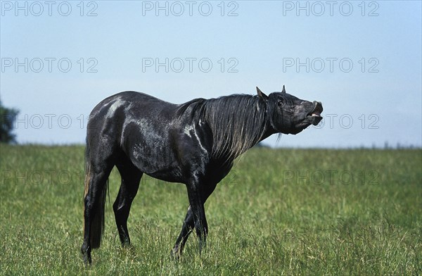 Lusitano stallion