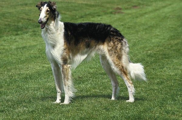 Borzoi or Russian Wolfhound