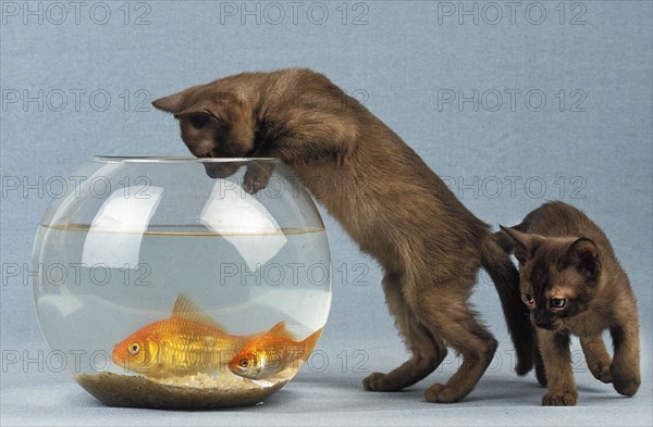 Zibeline Burmese Domestic Kitten and Goldfishes (carassius auratus)