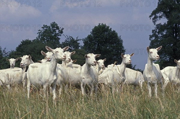 Saanen domestic goat