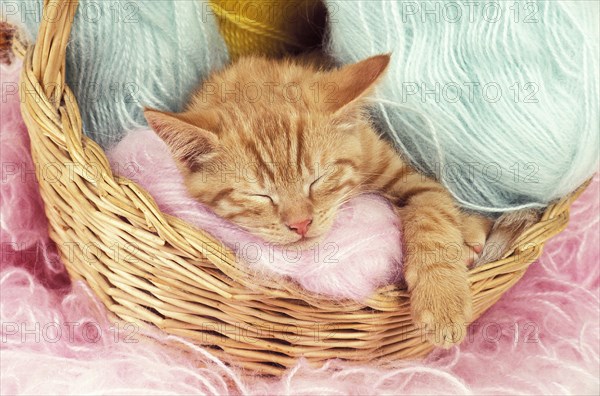 Red tabby European domestic cat