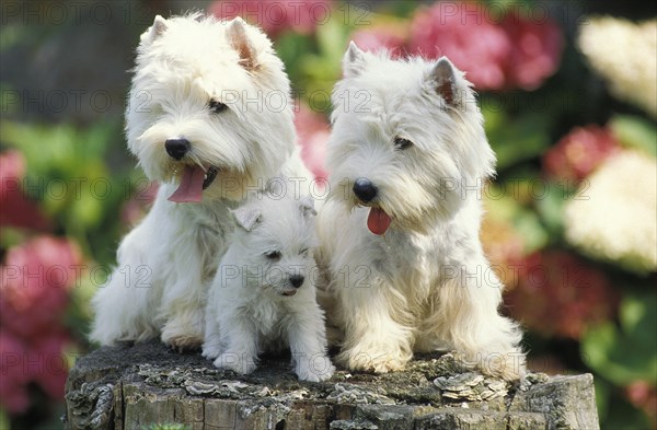 West Highland White Terrier