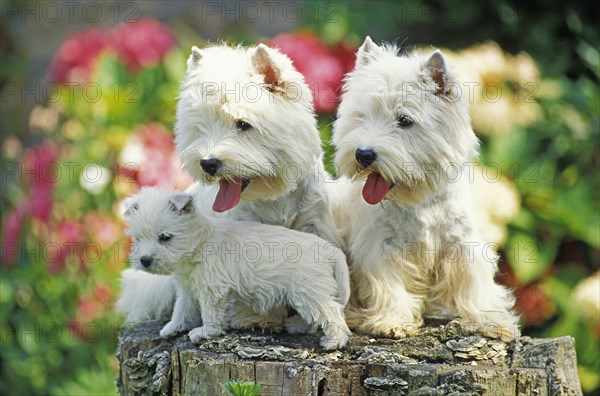 West Highland White Terrier