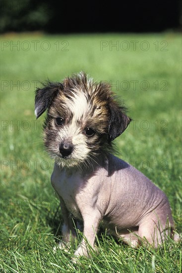 Chinese crested dog