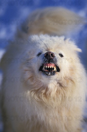 Samoyed dog