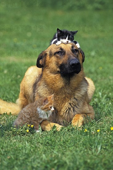 German shepherd dog