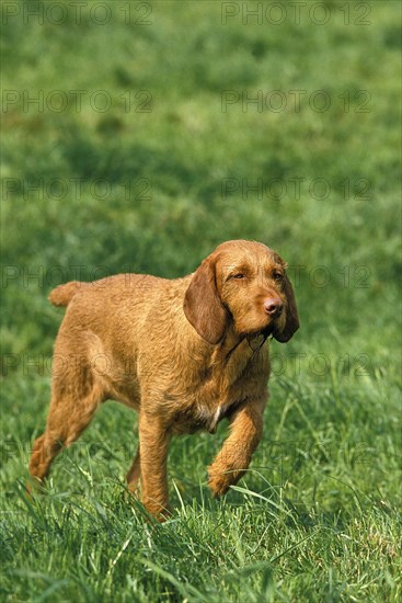 Hungarian pointing dog or Vizsla