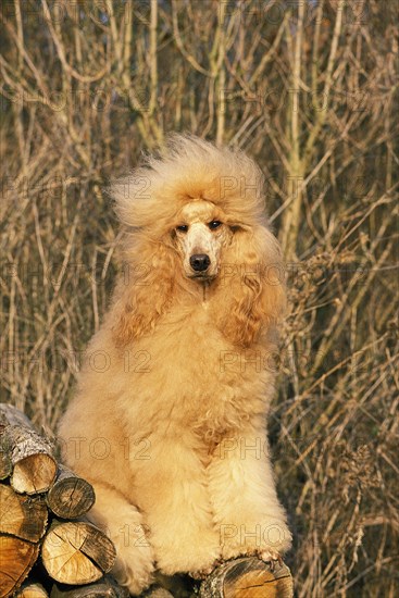 Apricot giant poodle adult on wood pile