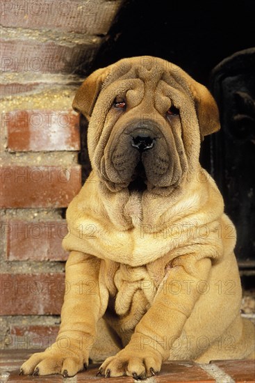 Shar-Pei dog